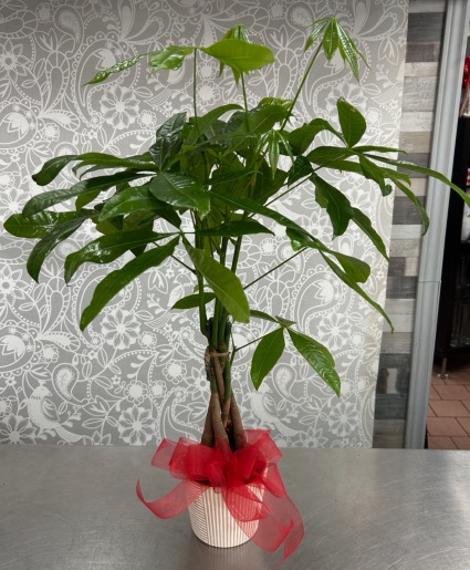 Money Tree Plant