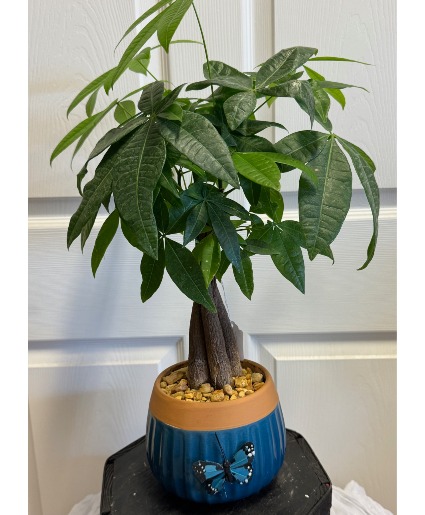 Money Tree Plant