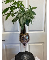 Money Tree Plant