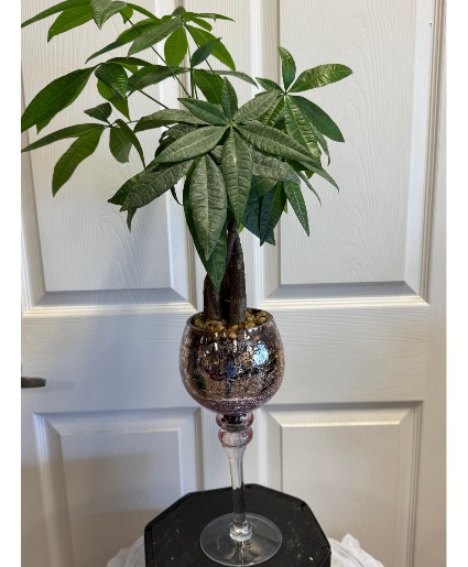 Money Tree Plant