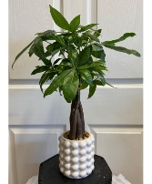 Money Tree  Plant