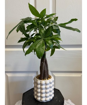 Money Tree  Plant