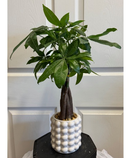 Money Tree  Plant