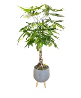 Money Tree Plant Potted Plant