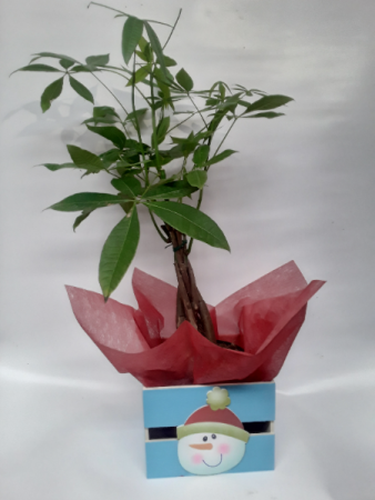 Money tree plant Santa gift 