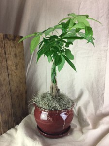 Money Tree Plant - THREE OPTIONS Plant