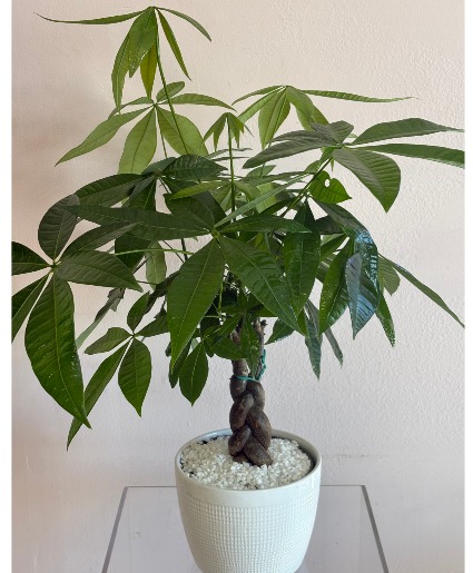 Money Tree Plants