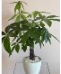 Money Tree Plants