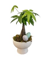 Money Tree Potted Plant 