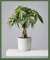 Money Tree Prefers bright, indirect light