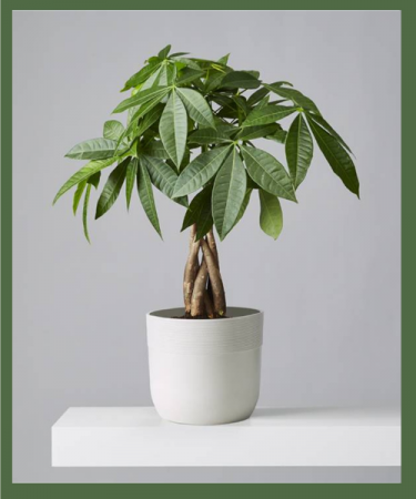 Money Tree Prefers bright, indirect light
