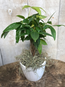 Money Tree with Braided Stem Plant