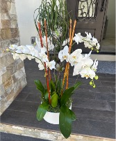 Exotic white orchid plants Plant 