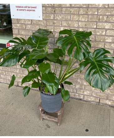 Monstera 10" Indoor Plants in Parksville, BC | BLOSSOMS 'N SUCH Monstera 10" Indoor Plants in Parksville, BC | BLOSSOMS 'N SUCH