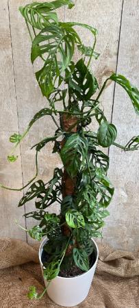 Monstera Adansonii  10" diameter Totem Plant