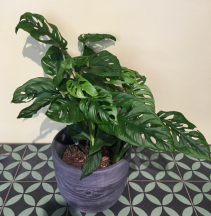 Monstera Adansonii 6" plant in ceramic pot 