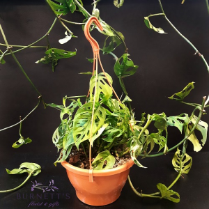 Monstera Adansonii Hanging Basket Plant in Kelowna, BC | Burnett's Florist Monstera Adansonii Hanging Basket Plant in Kelowna, BC | Burnett's Florist