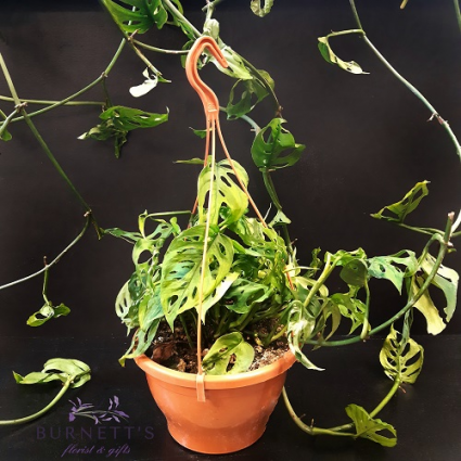 Monstera Adansonii Hanging Basket Plant