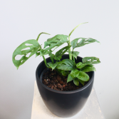 Monstera Adonsonii 'Swiss Cheese Plant' *Local Delivery or Pick-Up Only*