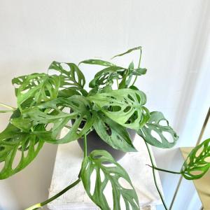Monstera Adonsonii 'Swiss Cheese Plant' 8" *LOCAL DELIVERY ONLY*