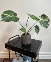Monstera Albo (Rare!) 