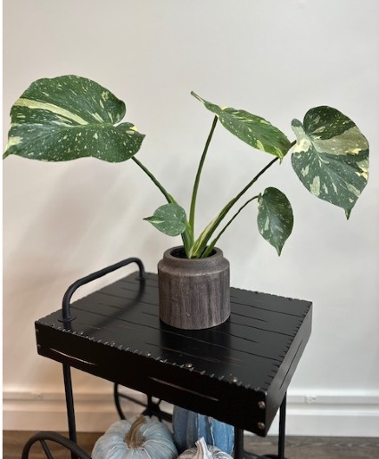 Monstera Albo (Rare!) 