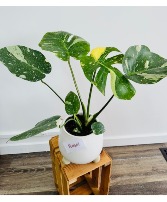 Monstera Albo (Rare!) 
