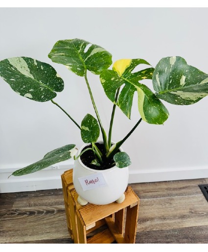 Monstera Albo (Rare!) 