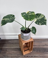 Monstera Albo (Rare!) 