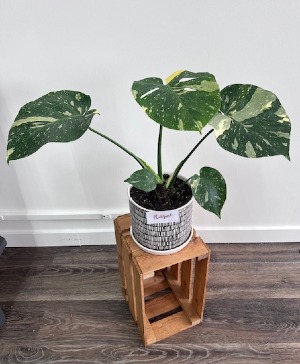 Monstera Albo (Rare!) 