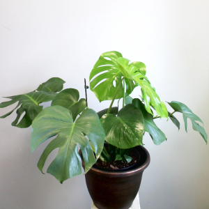 Monstera Deliciosa 6" or 8" *Local Delivery or Pick-Up Only*