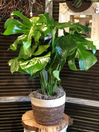 Monstera House Plant