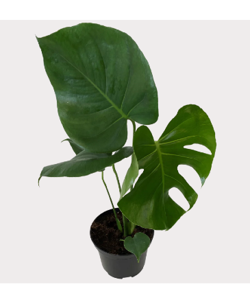 Monstera House Plant in Newmarket, ON | FLOWERS 'N THINGS FLOWER & GIFT SHOP