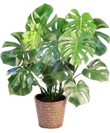 Monstera House Plant in Owensboro, KY | Ivy Trellis Floral