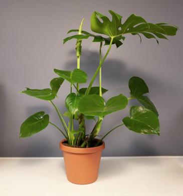 Monstera - Large Plant