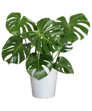 Monstera  Live Plant