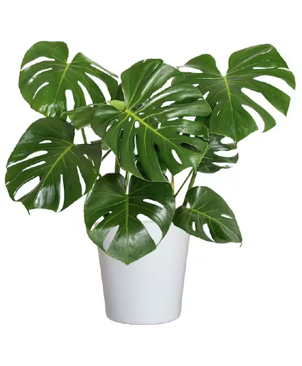 Monstera Live Plant