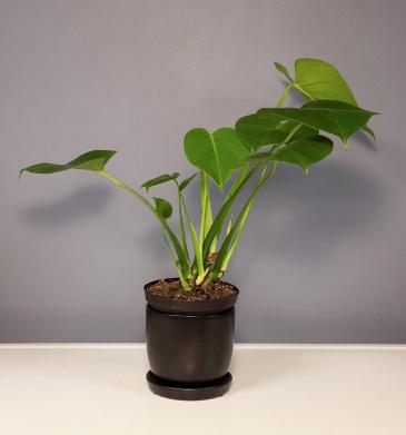 Monstera - Medium Plant