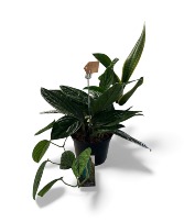 Monstera Peru Indoor Plant