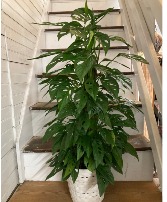 Monstera Plant