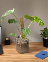 Monstera Plant   