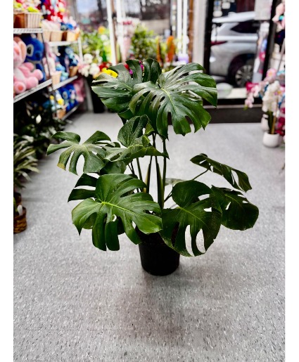 Monstera Plant  Plant 