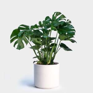 Monstera Plant Tropical Plant in Corner Brook, NL | The Orchid Monstera Plant Tropical Plant in Corner Brook, NL | The Orchid