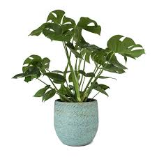 MONSTERA POTTED PLANT