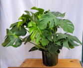 Monstera Split Leaf Philodendron Plant