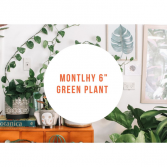 Monthly Green Plant  Subscription