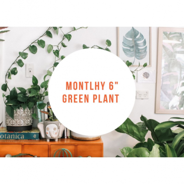 Monthly Green Plant  Subscription in Iowa City, IA | Every Bloomin' Thing