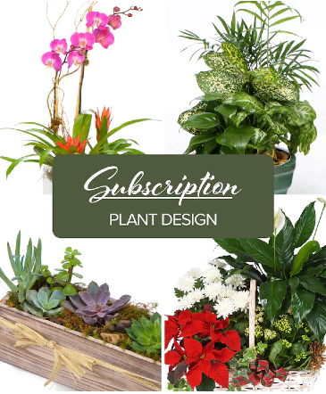 Monthly Plant Subscription Plant Subscription in Port Dover, ON | Upsy Daisy Floral Studio