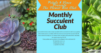 Monthly Subscription Succulent Club Succulent & Container