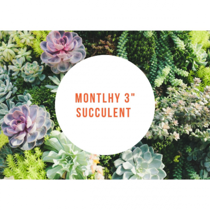 Monthly Succulent  Subscription